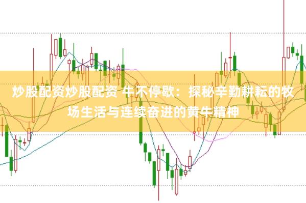 炒股配资炒股配资 牛不停歇：探秘辛勤耕耘的牧场生活与连续奋进的黄牛精神